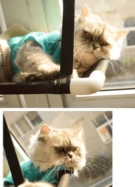 Luxury Cat Haven: The Ultimate Window Sill Cat Hammock
